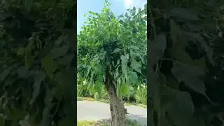 Ficus Religiosa #shortvideo #nature  #beautiful