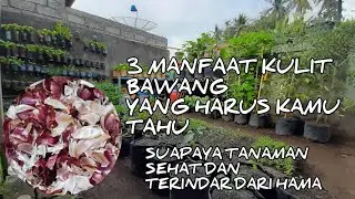 CARA MEMBUAT PESTISIDA NABATI DARI KULIT BAWANG | PESTICIDE & FERTILIZER FROM ONION PEEL