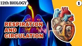 Respiration and circulation class 12th maharaatra board lecture 1