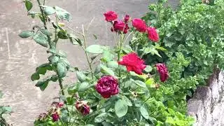 || Mayar jandool || rain