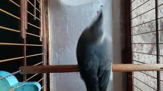 olha a fera saindo de muda , pipira azul cantando muito.