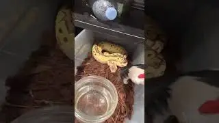Feeding all the snakes frozen thawed (multi clips)