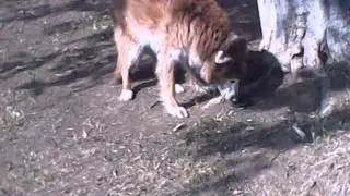 Muffin-At The Dog Park