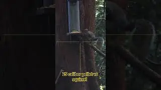 Big 25 caliber pellet Vs The squirrel 🐿️ #pcphunters #airgunhunting #pard008lrfsp2