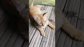 He did it. Proud of you.🤍 #cat #catlovers #catvideos #catmodel #catselfie #catworld #catblogger