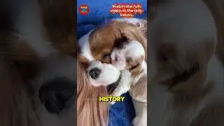 🐕 САМАЯ МАЛЕНЬКАЯ ПОРОДА СОБАК - КРОШЕЧНЫЙ АНГЛИЙСКИЙ ТОЙ-СПАНИЕЛЬ! 😍 Пушистый щенок!
