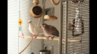 Pet doves cage cleaning & taking a bath (Vlog 60 - Life with doves)