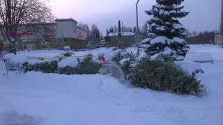 Giving season continues with Christmas tree recycling
