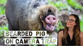 The only pig species known to migrate | Candid Animal Cam