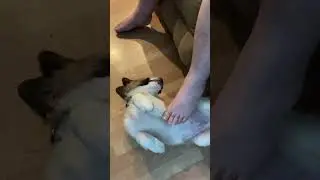 Sumo the St Bernard living his best doggo life #dogshorts