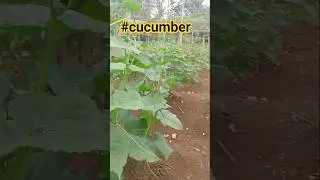 #Cucumber #backyardgarden#shorts