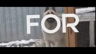 Promo ▪ moltenfx by moltenfx (sub moltenfx) reupload to support moltenfx
