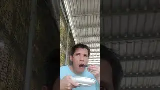 Ăn cơm thịt heo chiên với lập xưởng chiên món ăn channel miền Tây
