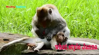 Pregnant monkey Jane & adorable baby Janna feels miss spoiled brat Janet died by traffic accident.