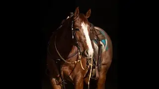 Dash Code AKA Hank 2020 Electric Code offered by Diamond K Horses