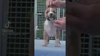 Cute Vs Dangerous Dog's ☠️🦮 #SHORT