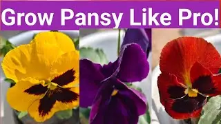 How to grow pansy flower ll tips for heavy blooming ll pansy care in winter