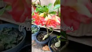 2 1 Simple secret to Adenium plant care, Adenium /Adenium cuttings #shorts #flowers #plants #adenium