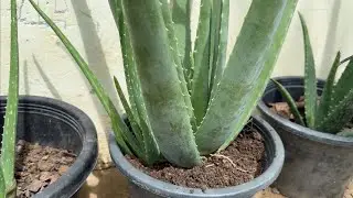 Aloe Vera Plants // Adding Fertilizers // Practice Everyday Add Earthworm .