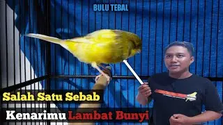 Perbedaan Kenari Bulu Tebal dan Tipis | Keuntungan Dan Kekurangan Serta Ciri Ciri Kenari Bulu Tebal