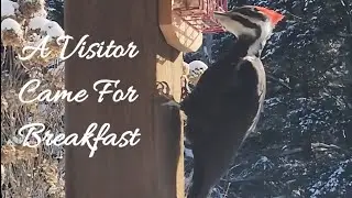A Pileated Woodpecker at my Winter Suet Feeder