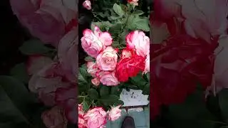 Hoa hồng trắng đỏ đẹp th&uacute; vị 아름다운 흥미로운 흰색 빨간색 장미 Красивые интересные бело красные розы 美しい興味深い白赤のバラ