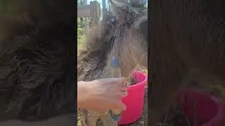 fly spray on a sponge for little spoiled Mia  ♡