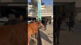 #music #youtube #jaishreeshyam386 #cow #animals #gaumata #viral #shreekhatushyam #song #love #fyp