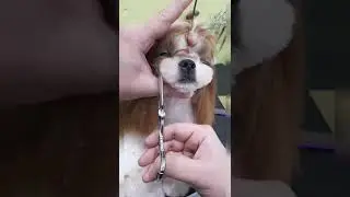 [추건우애견미용학원/Persuavis] 시츄 얼컷 Korean style face scissoring (shihtzu)