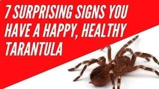 7 неожиданных признаков того, что у вас счастливый и здоровый тарантул