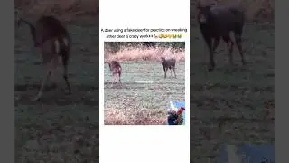 bro practicing🤣😭#shorts #viral #funny #cat #hunting #turkey #istanbul #voiceover #deer #gohard #ique