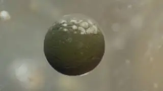 Cellular Development Aborted time lapse