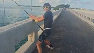 shark fishing Florida Keys bridge