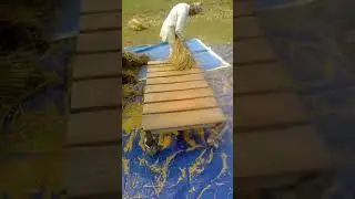 Nepal's Traditional farming😊