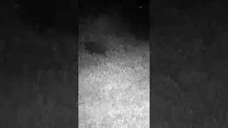 Mežakuilis #latvija #huntingcamera #wildlife #trailcamera #nature #wildlifecamera #mežacūkas