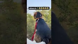 Who is there 🐶🐶🐶#beagle#puppy#dog#forest #nature