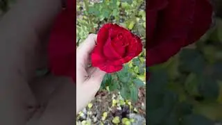 Ред Интуишн. Конец октября. #розы #цветы #роза #природа #сочи #шортс #shorts #rose #nature