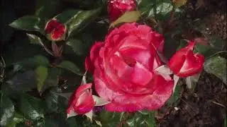 Roseto Comunale di Roma, Maggio 2024   The  Rose Garden in Rome