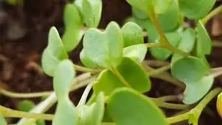 Micro Jungle | Plants | Nature