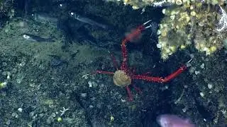 Риболов. NOAA Office of Ocean Exploration and Research, Gulf of Mexico 2018