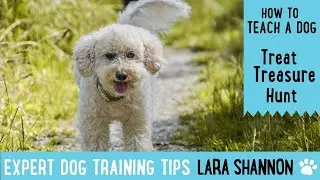 How to teach your dog treat treasure hunt - Expert Dog Training Tips
