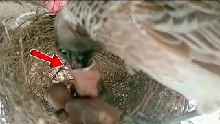 Mother bulbul feeding her young ones #birds #nature #love #cutebaby #like #video #youtube 