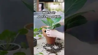 Wet soil? Wait to repot your plants! 🪴 #plantcare #plants #houseplants #shorts