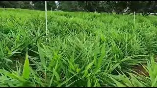 High yield ginger farm only one in Mysore. What a beautiful one. Must-watch this🌾 Timelapse video.