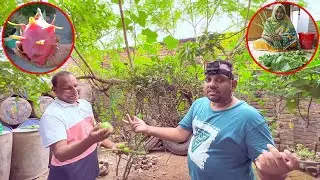 নিজেদের গাছ থেকে ভালোবাসার ড্রাগন ফল ও সবজি পেড়ে খাইদাই