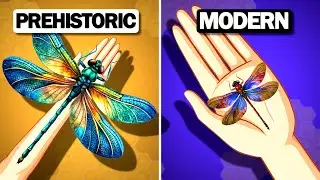 How BIG were prehistoric DRAGONFLIES? #dragonfly #facts