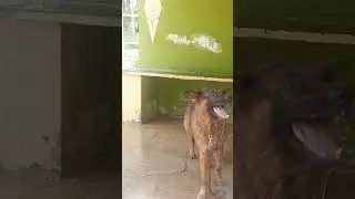 German Sheppard 🐕 taking 🛀 #viral #shorts #dog #funny