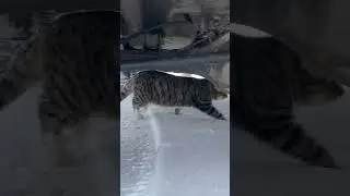 Любуюсь им))он самый скромный)) #cat #веселыекоты #snow