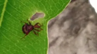 leaf rolling weevil