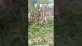 Rumah siap huni LT 600 m&sup2; harga 420 JT nego lokasi area wisata gunung salak Bogor Barat 